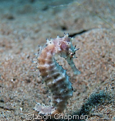 Thorny Seahorse. Muck dive. Dumaguete, Philippines. by Leigh Chapman 